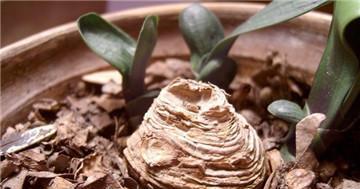 君子兰假鳞茎窄叶片宽的解决方法是什么？
