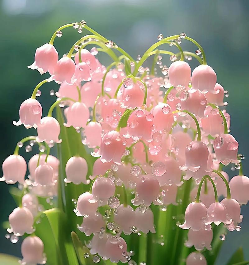 铃兰花的害羞寓意是什么？