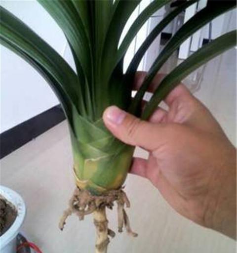 君子兰假鳞茎窄叶片宽的解决方法是什么？