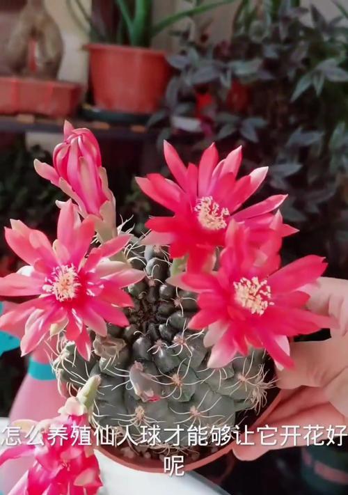 开花仙人球的栽种技巧？怎样提高成活率？