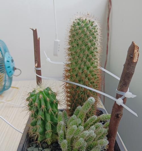 开花仙人球的栽种技巧？怎样提高成活率？
