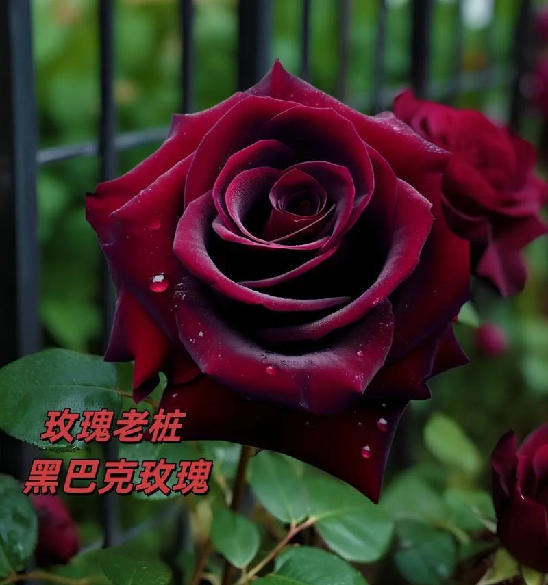 喷绘黑玫瑰的花语有何含义？