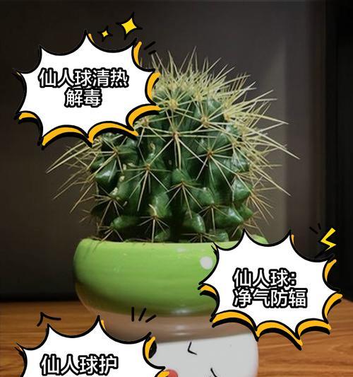 小瓶子仙人球怎么种植方法？瓶子仙人球的正确养护步骤是什么？