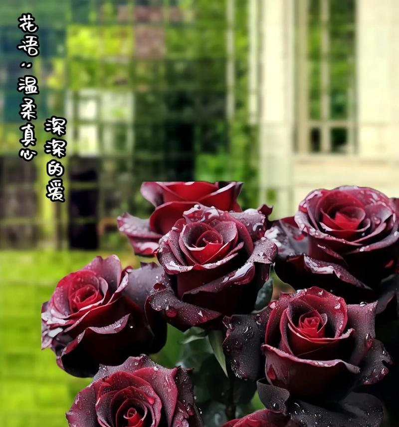喷绘黑玫瑰的花语有何含义？