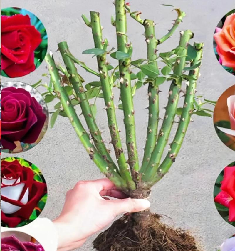 大棚中培育的玫瑰花有哪些品种？