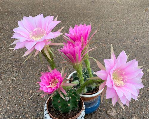 仙人球开花时间是什么时候？如何促进开花？
