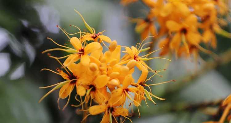 哪种花象征着健康和无忧无虑？