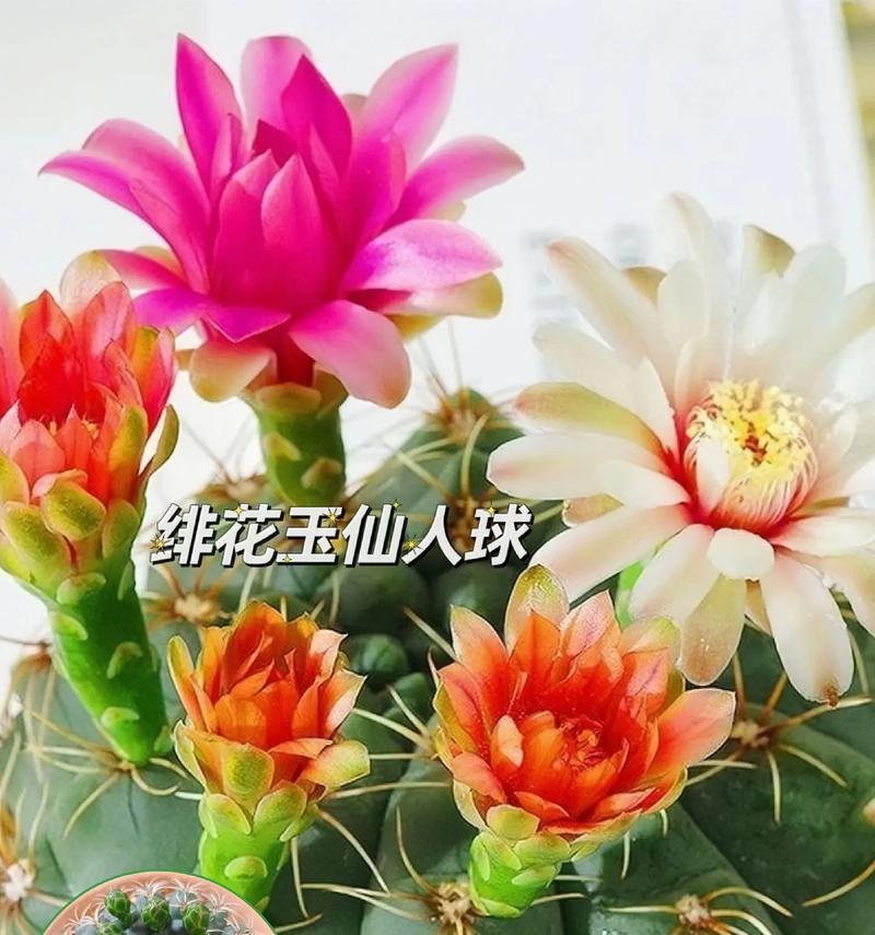 仙人球开花时间是什么时候？如何促进开花？