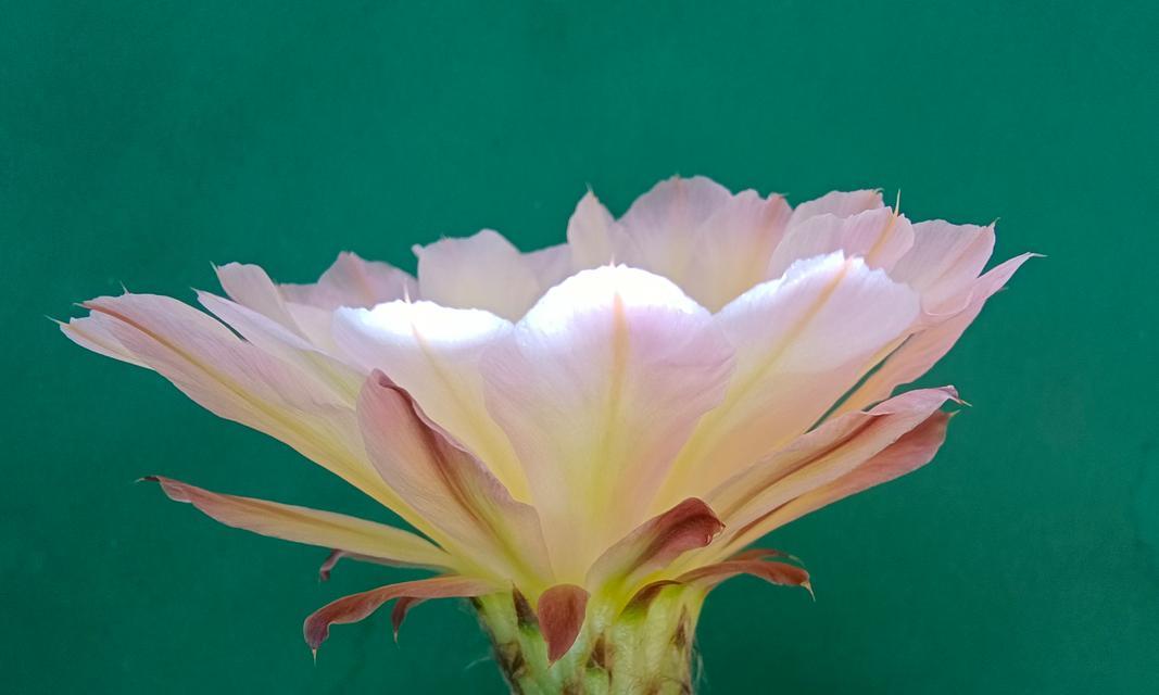 仙人球开花好看吗？如何养护才能开花？