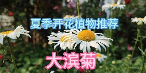 哪种花的花语象征着夏日？夏日花卉的语言有哪些特点？