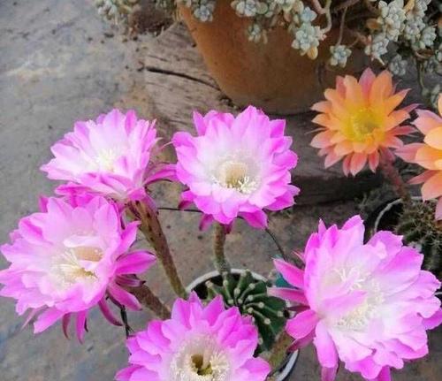 仙人球开花好看吗？如何养护才能开花？