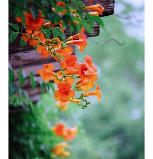 哪种花的花语象征着夏日？夏日花卉的语言有哪些特点？