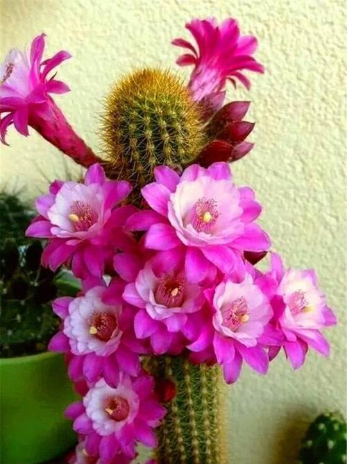 红山龙王仙人掌会开花吗？如何养护以促开花？