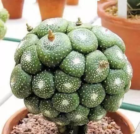红山龙王仙人掌会开花吗？如何养护以促开花？