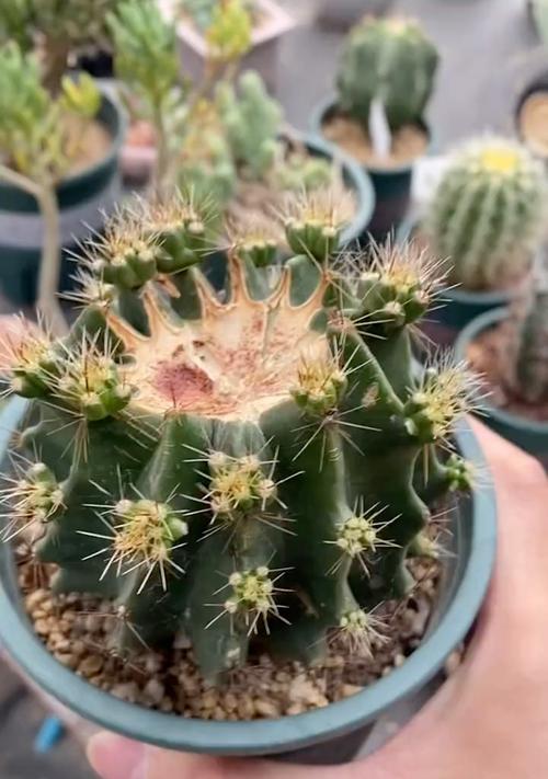 红山龙王仙人掌会开花吗？如何养护以促开花？