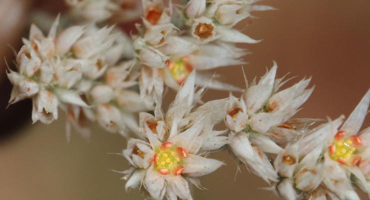 白星花的花语和寓意是什么？它象征着什么？