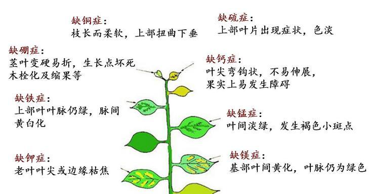 玫瑰花需要施哪种肥料？施肥的最佳时机是什么时候？