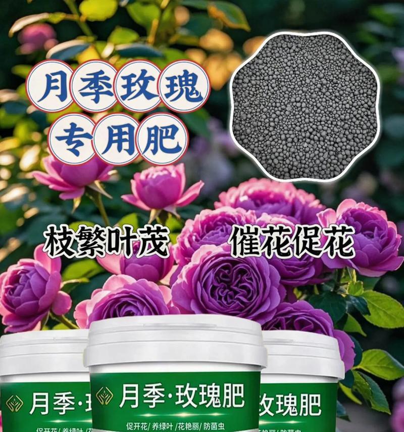 玫瑰花需要施哪种肥料？施肥的最佳时机是什么时候？