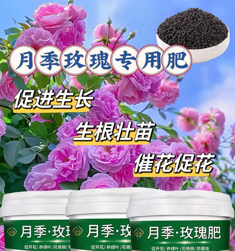 玫瑰花养成树需要施什么肥料？如何正确施肥促进生长？