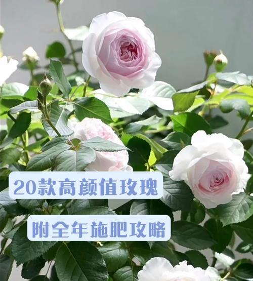 玫瑰花养成树需要施什么肥料？如何正确施肥促进生长？