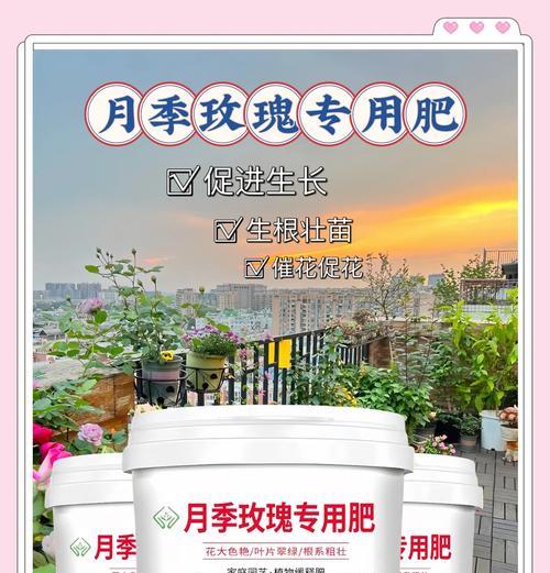 玫瑰花养成树需要施什么肥料？如何正确施肥促进生长？