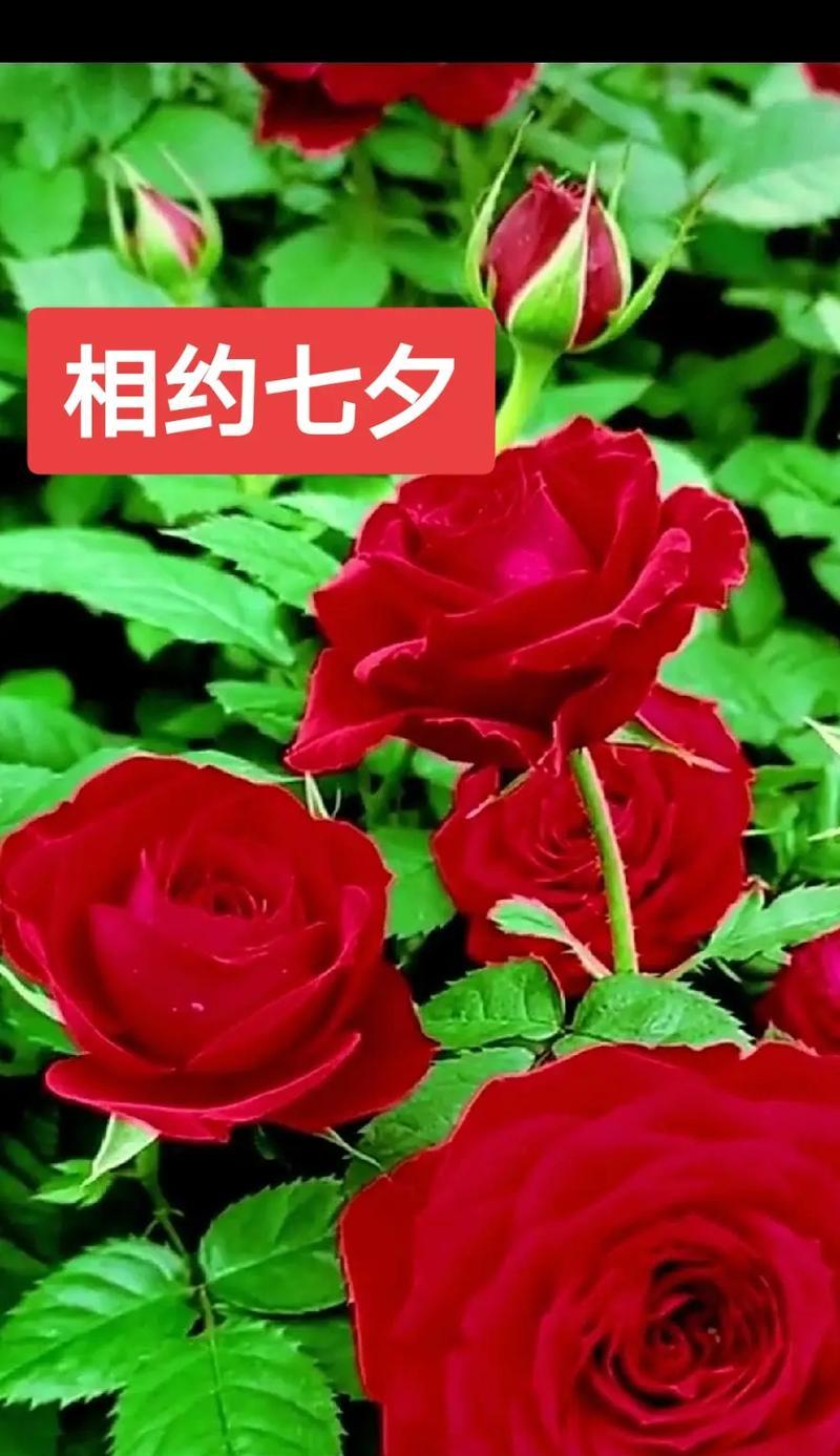 朝夕陪伴的花语代表了什么？