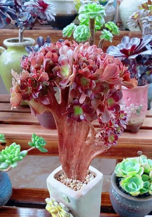 朝夕陪伴的花语代表了什么？