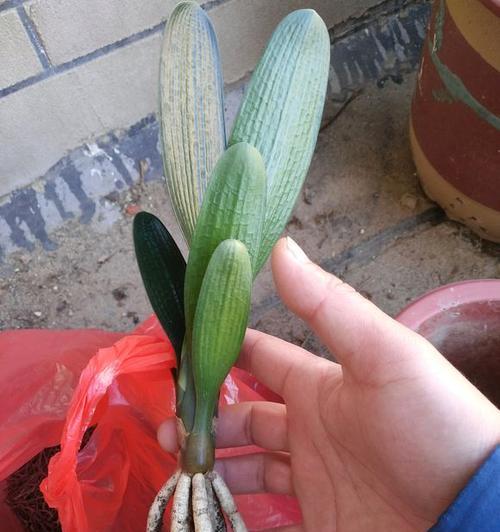 君子兰无花盆存放方法是什么？