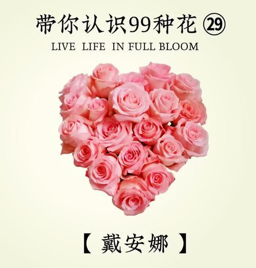 粉花瓣玫瑰的花语是什么？它代表了什么？
