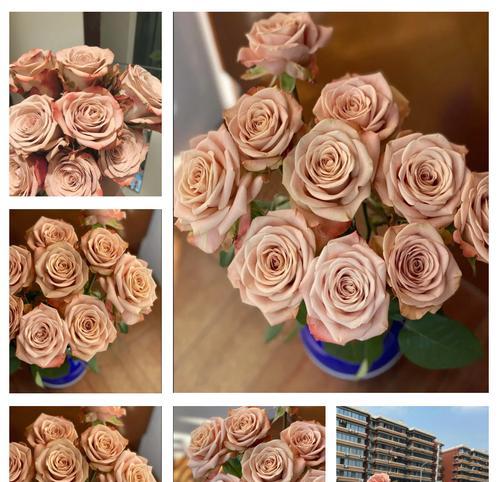 粉花瓣玫瑰的花语是什么？它代表了什么？