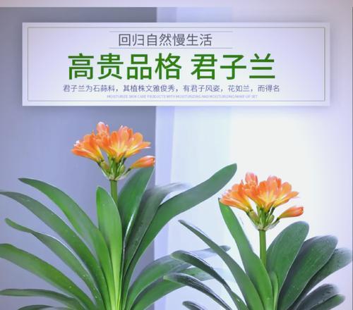 君子兰母本品种选择建议？