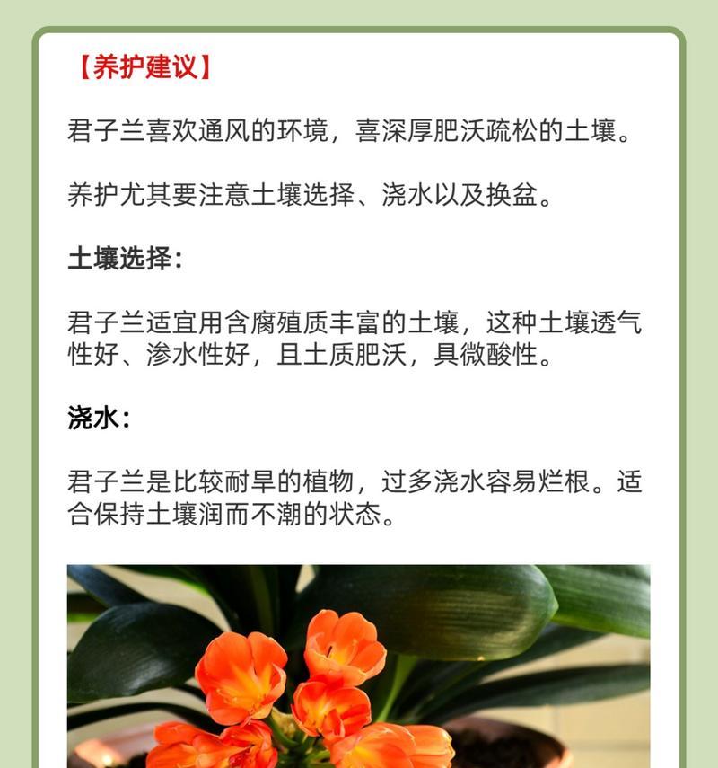 君子兰母本品种选择建议？