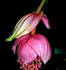 彩虹珍珠花的花语是什么？它象征着什么？