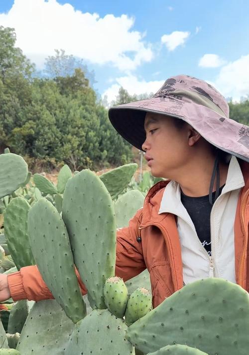 仙人掌泥土种植的正确方法是什么？