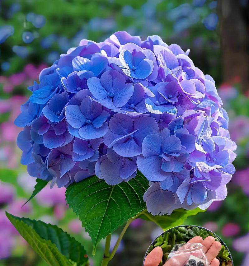 彩虹珍珠花的花语是什么？它象征着什么？
