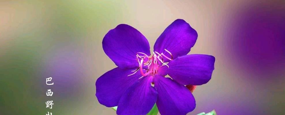 彩虹珍珠花的花语是什么？它象征着什么？