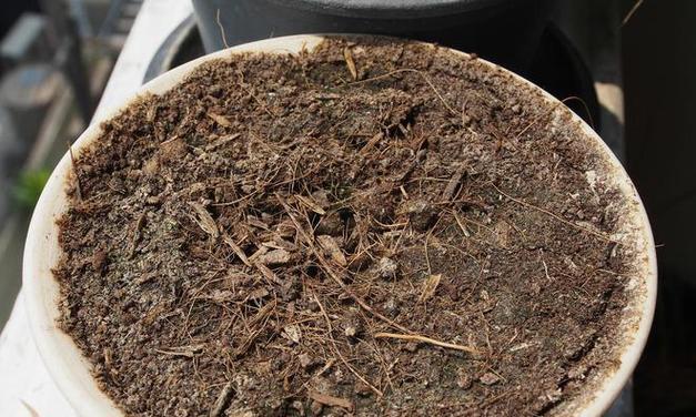 仙人掌泥土种植的正确方法是什么？