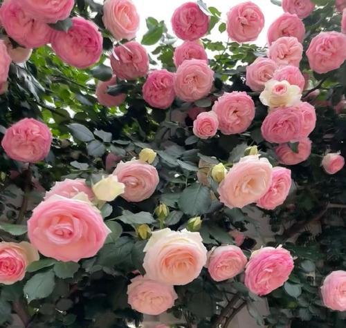 玫瑰花抱花适合哪种花盆？如何选择？