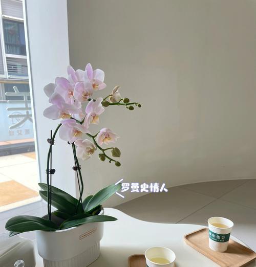 玫瑰花抱花适合哪种花盆？如何选择？