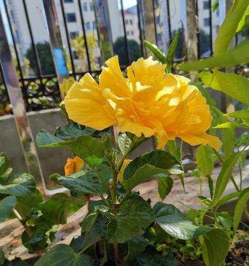 黄色与绿色搭配的花语有何寓意？它们共同表达什么情感？
