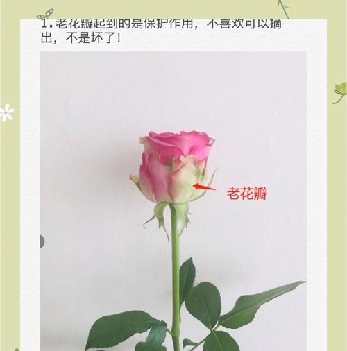 玫瑰花打金枝后如何进行正确养护？有哪些注意事项？