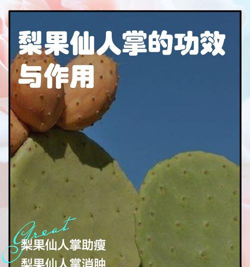 仙人掌发黄腐烂的原因是什么？如何预防和处理？