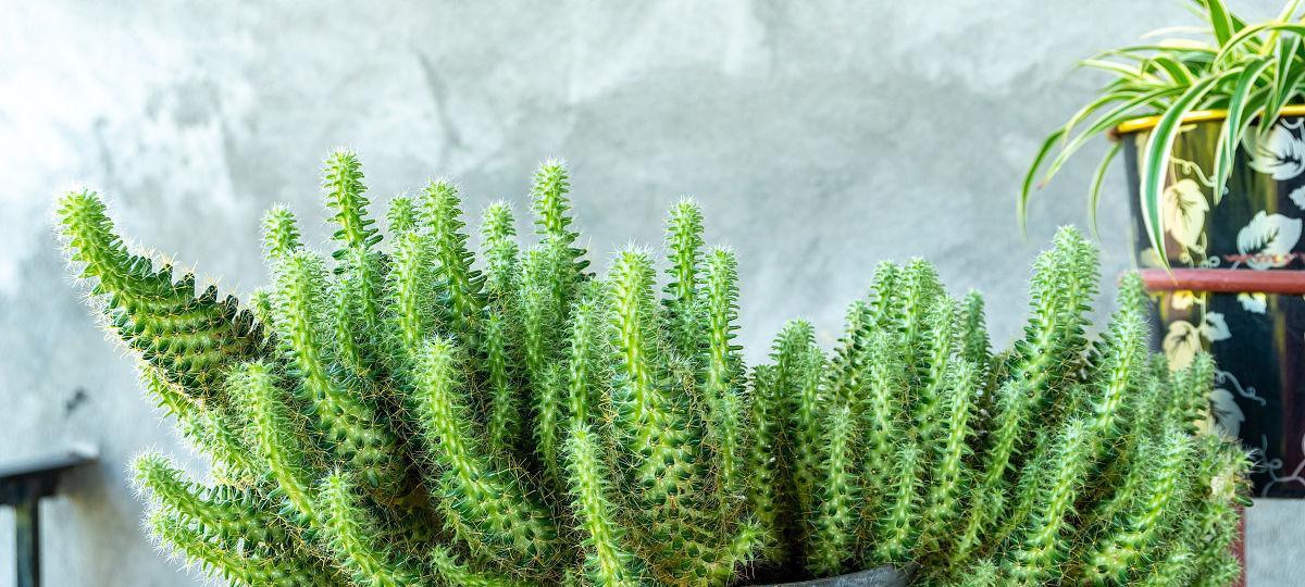 针形刺仙人掌种植步骤有哪些？