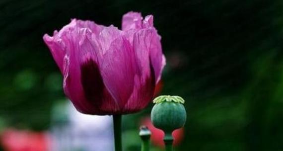哪种花代表别离？花语中别离的含义是什么？