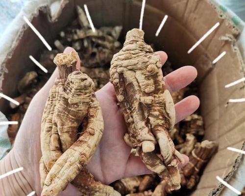 当归是什么花语？当归在花语中承载了哪些意义？
