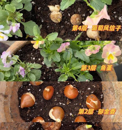 仙人球根部处理方法是什么？如何确保根部健康生长？