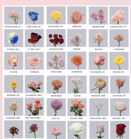 男生喜欢玫瑰花的心理是什么？玫瑰花的花语有何含义？