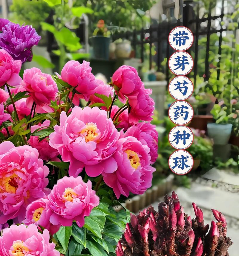 芍药花语是什么意思？寓意有哪些？