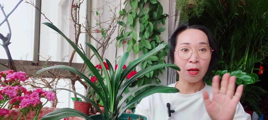 君子兰冒箭王养护和浇水方法是什么？