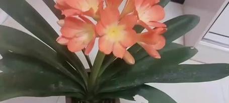长叶君子兰的品种特点是什么？